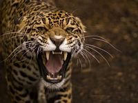 pic for jaguar 